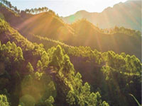 【簽約】河北省林業(yè)產(chǎn)業(yè)協(xié)會(huì)，網(wǎng)站建設(shè)合同